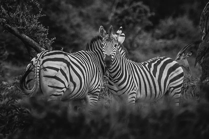 Wild Environmental Photography Asset